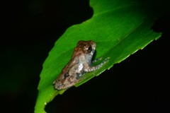 Pseudophilautus wynaadensis