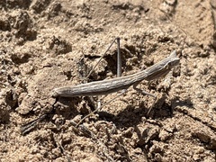 Yersiniops solitarius