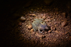 Pseudophilautus wynaadensis