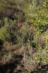 Aspalathus hispida hispida