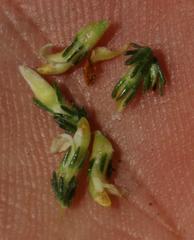 Aspalathus hispida hispida