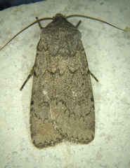 Euxoa comosa