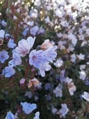 Lobostemon glaucophyllus