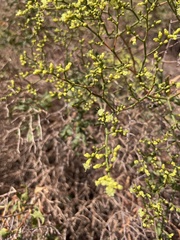 Eriogonum corymbosum