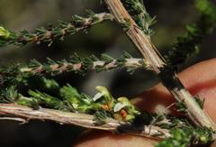 Aspalathus hispida hispida