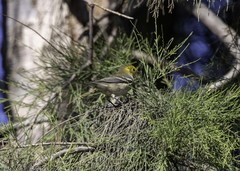 Setophaga occidentalis