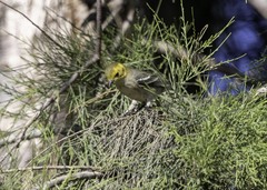 Setophaga occidentalis