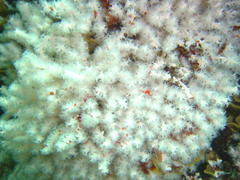 Melithaea rubra