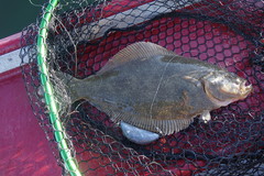 Psettichthys melanostictus