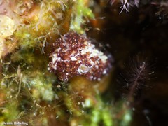 Thysanozoon brocchii