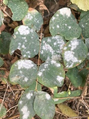 Podosphaera clandestina