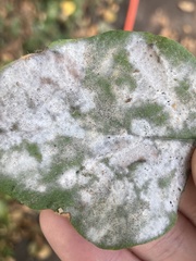 Podosphaera clandestina