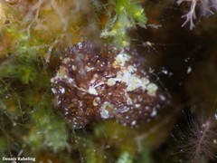 Thysanozoon brocchii