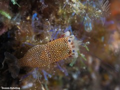 Gnathophyllum elegans