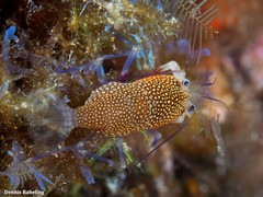 Gnathophyllum elegans