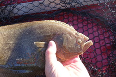 Psettichthys melanostictus