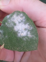 Podosphaera clandestina