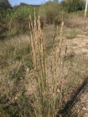 Thinopyrum elongatum