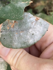 Podosphaera clandestina