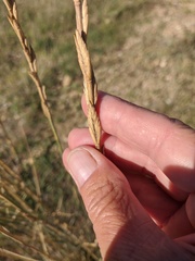 Thinopyrum elongatum