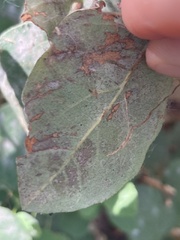 Podosphaera clandestina