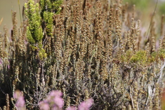 Seriphium cinereum