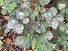 Podosphaera clandestina