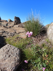 Nemesia caerulea