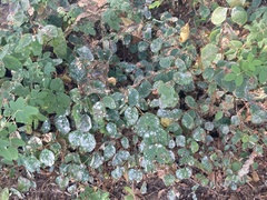 Podosphaera clandestina