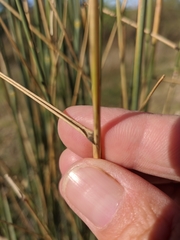 Thinopyrum elongatum