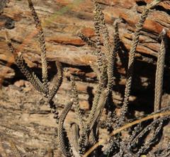 Crassula muscosa muscosa