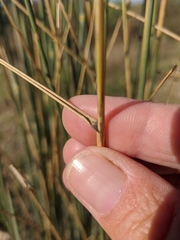 Thinopyrum elongatum