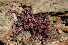 Crassula perforata perforata