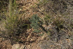 Asparagus mariae