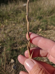 Thinopyrum elongatum