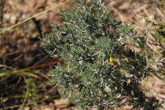 Asparagus mariae