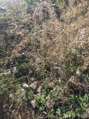 Descurainia sophioides