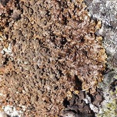 Xanthoparmelia loxodes