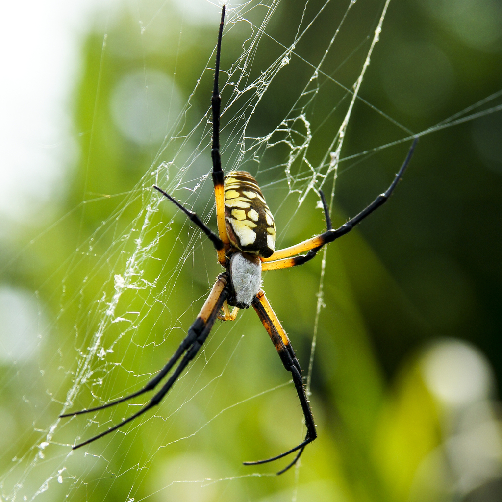 Yellow Garden Spider From Chambers County, Tx, Usa On September 01 