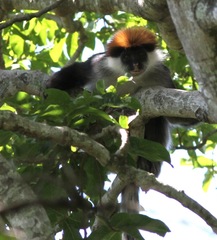 Piliocolobus gordonorum