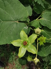 Gonolobus erianthus