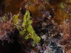 Elysia manriquei