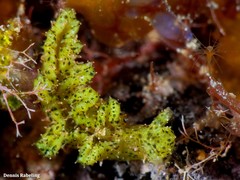 Elysia manriquei