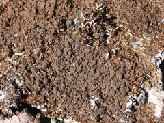 Xanthoparmelia loxodes