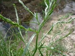 Corispermum marschallii