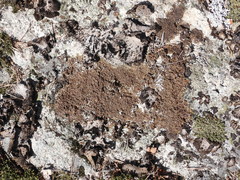 Xanthoparmelia loxodes