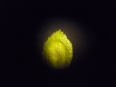 Corispermum marschallii