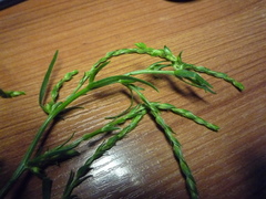 Corispermum marschallii