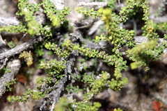 Acantholippia seriphioides