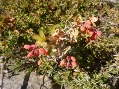 Berberis aetnensis
